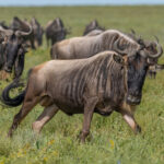 Serengeti White-bearded Wildebeests (image by Nik Borrow)