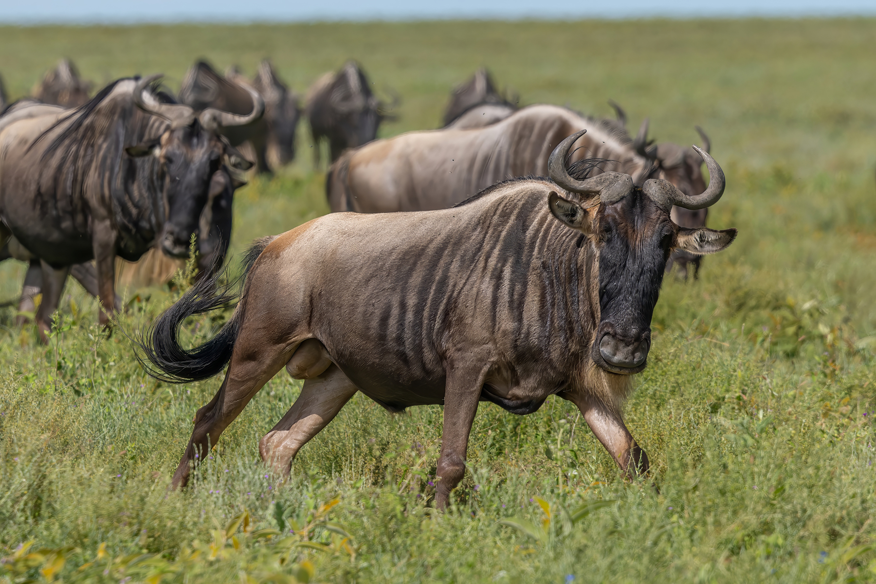 Serengeti White-bearded Wildebeests (image by Nik Borrow)