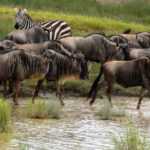 Serengeti Wildebeests and Plains Zebras (image by Nik Borrow)