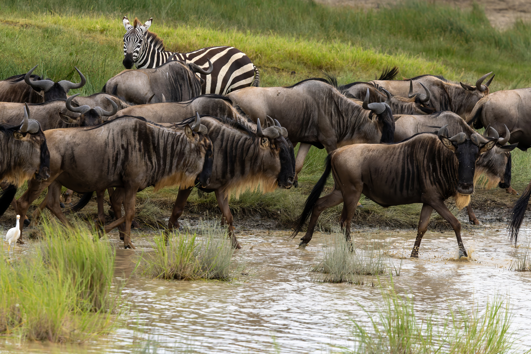 Serengeti Wildebeests and Plains Zebras (image by Nik Borrow)