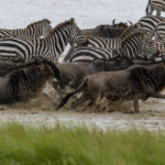 Serengeti Wildebeests and Plains Zebras (image by Nik Borrow)