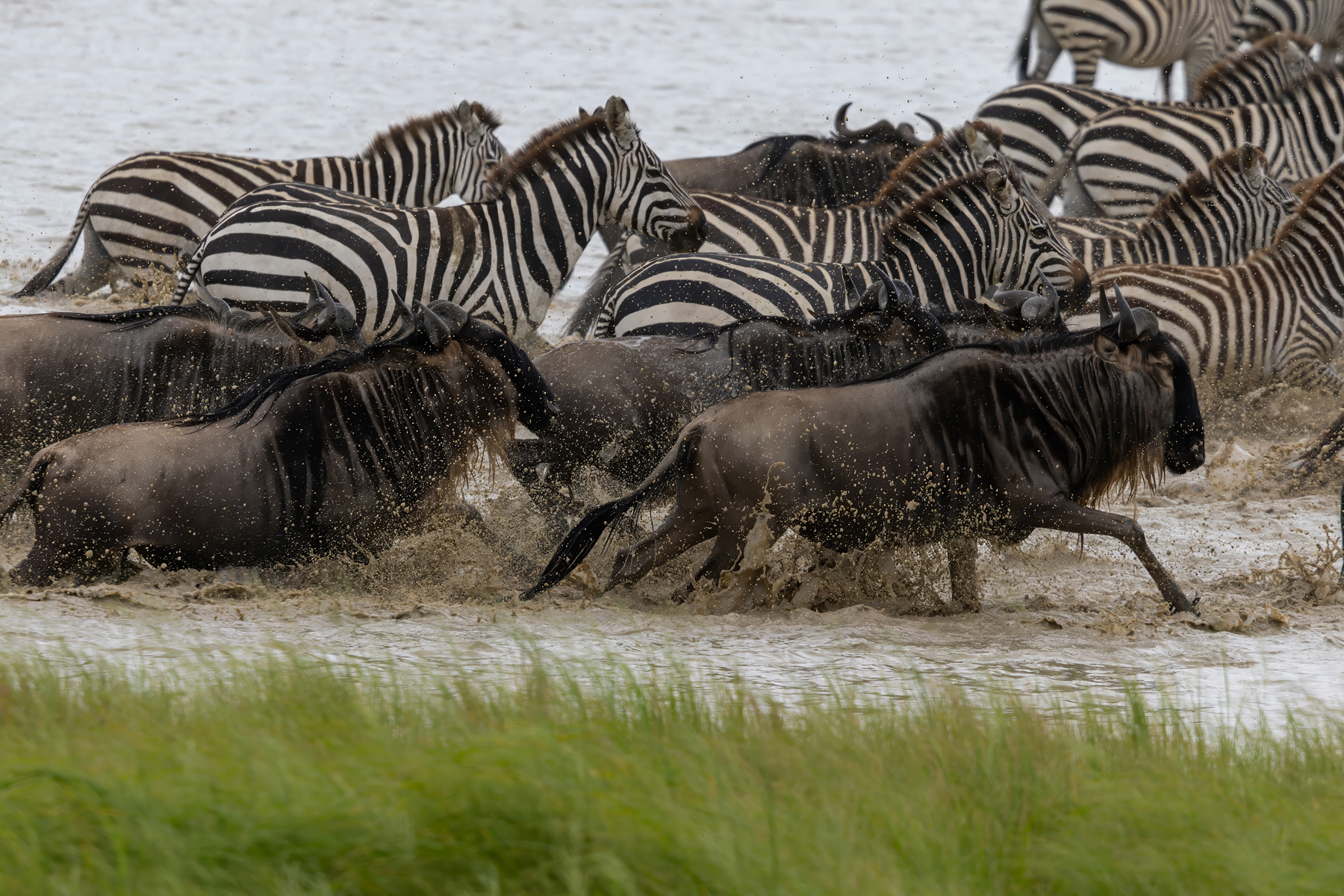 Serengeti Wildebeests and Plains Zebras (image by Nik Borrow)