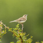 Short-clawed Lark (image by Mark Beaman)