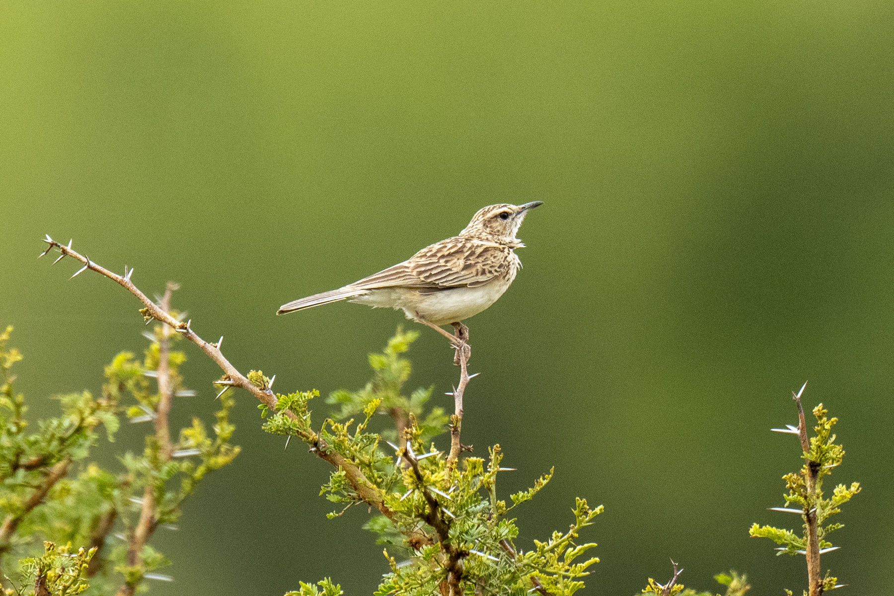 Short-clawed Lark (image by Mark Beaman)