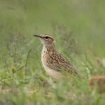 Short-clawed Lark (image by Mark Beaman)