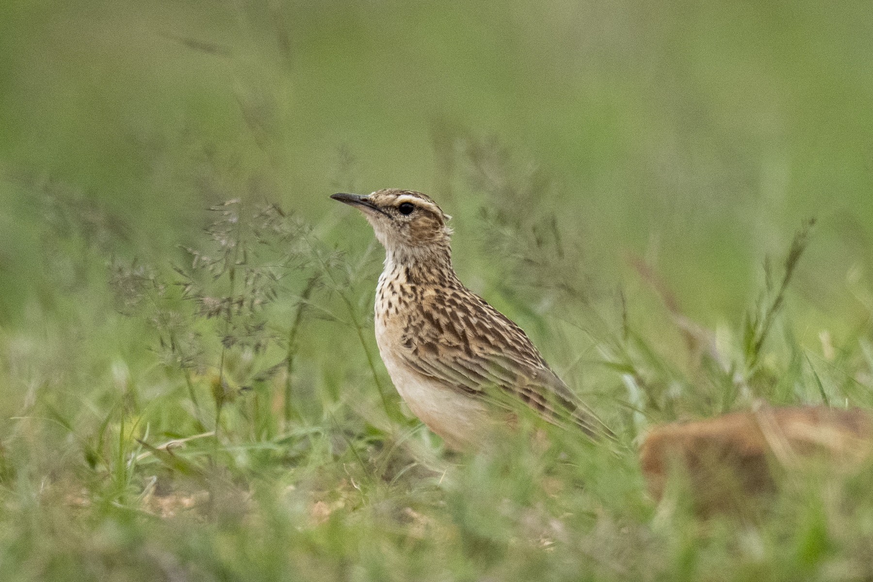 Short-clawed Lark (image by Mark Beaman)