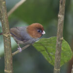 Short-tailed Parrotbill (image by Dani Balla)