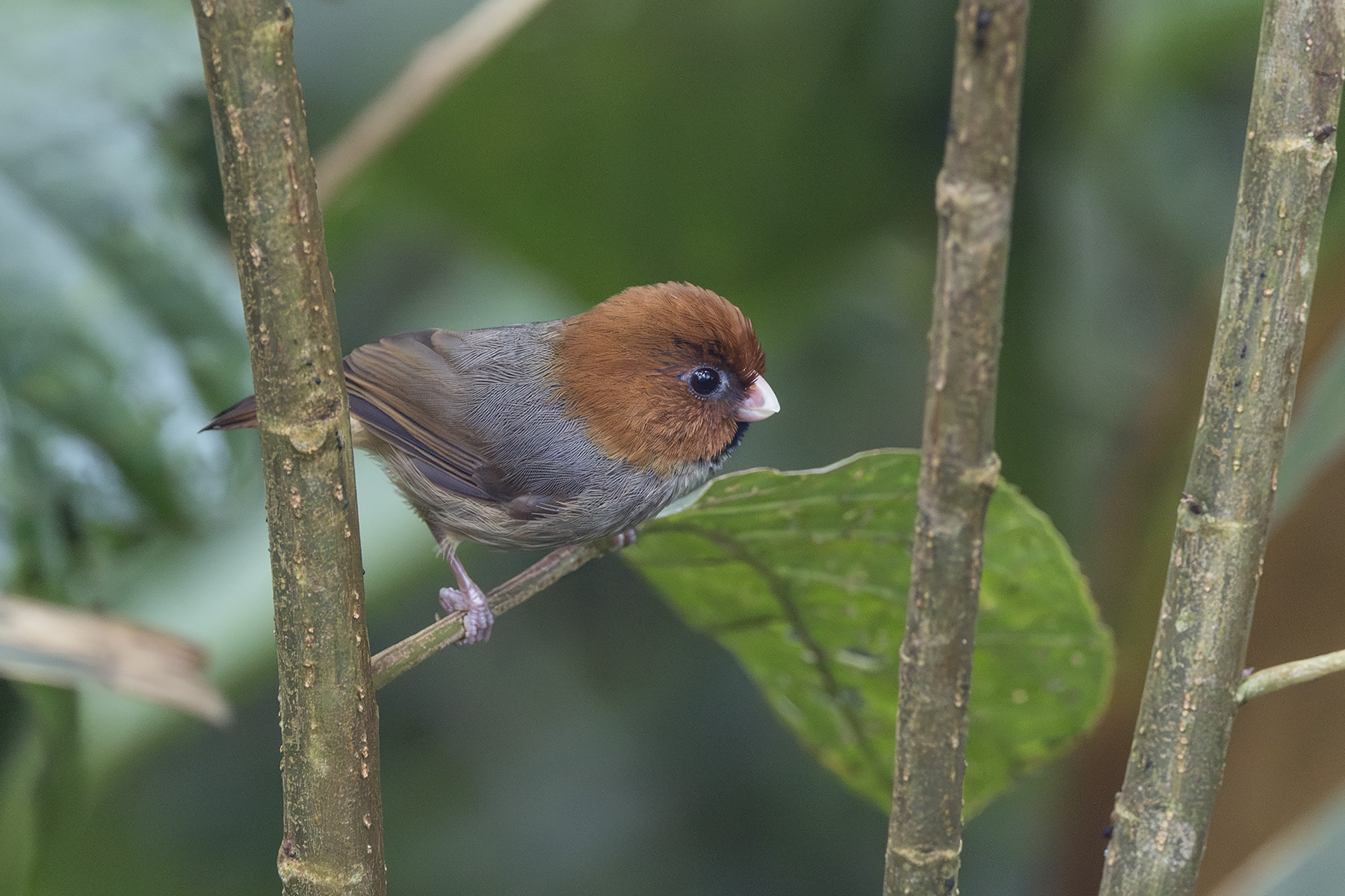Short-tailed Parrotbill (image by Dani Balla)