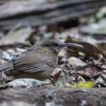 Short-tailed Scimitar Babbler (image by Dani Balla)