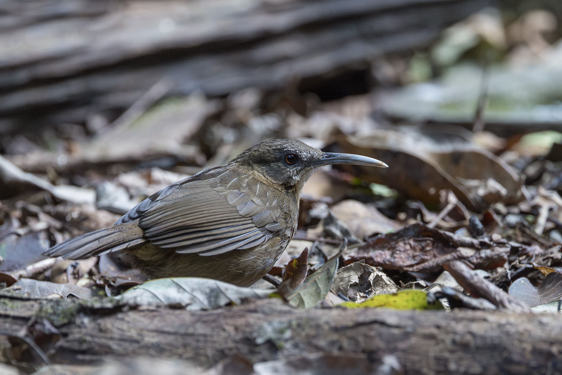 Short-tailed Scimitar Babbler (image by Dani Balla)