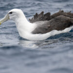 Shy Albatross (image by Mark Beaman)
