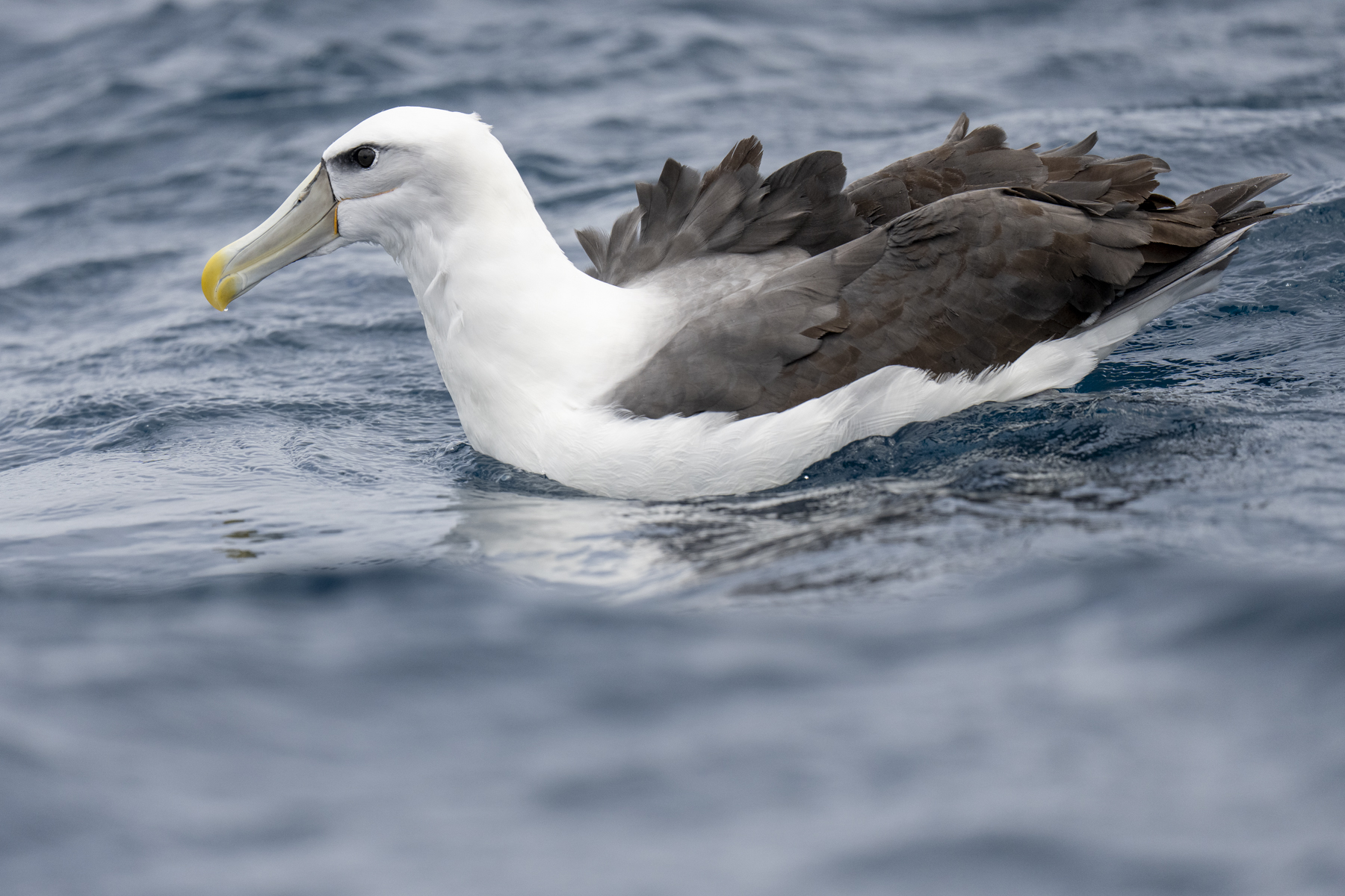 Shy Albatross (image by Mark Beaman)