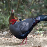 Siamese Firebacks (image by Dani Balla)