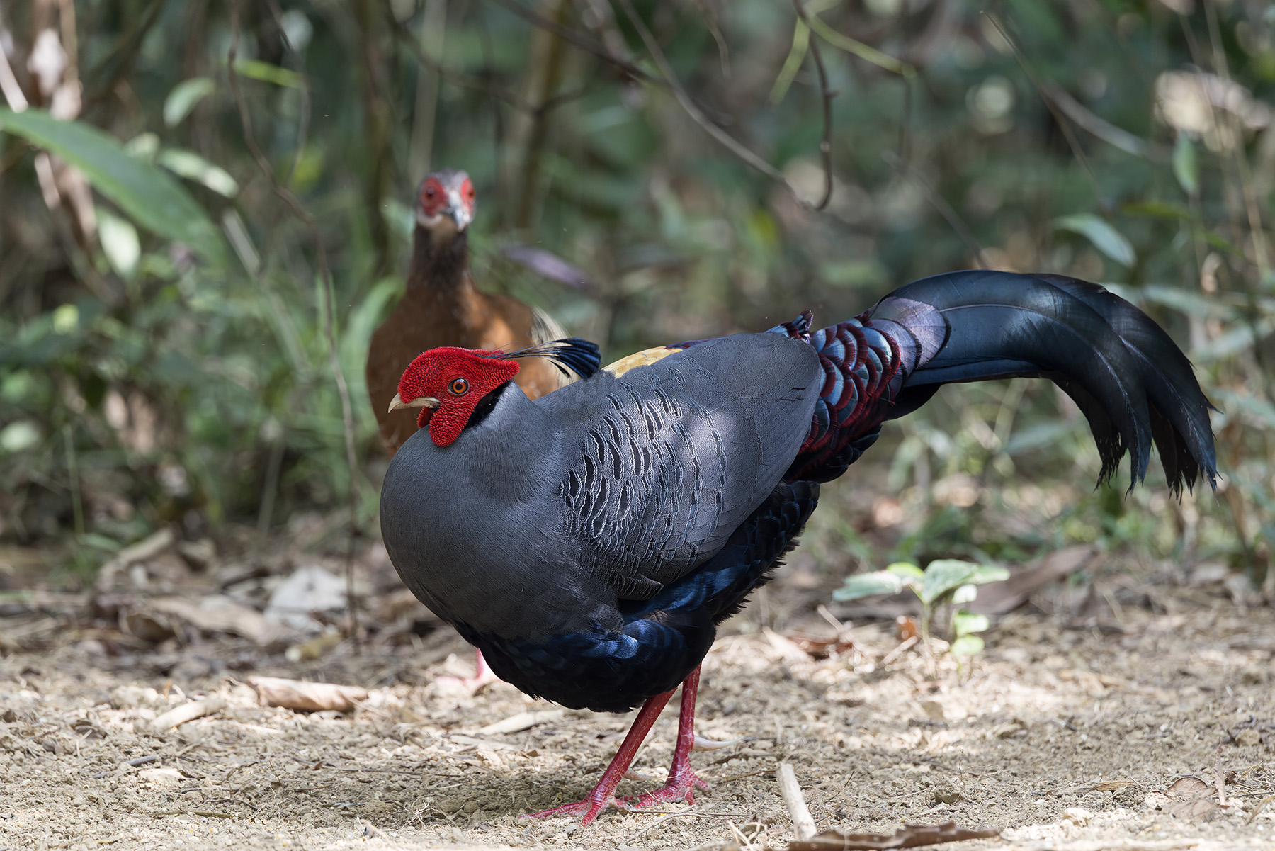 Siamese Firebacks (image by Dani Balla)