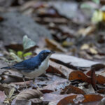 Siberian Blue Robin (image by Dani Balla)
