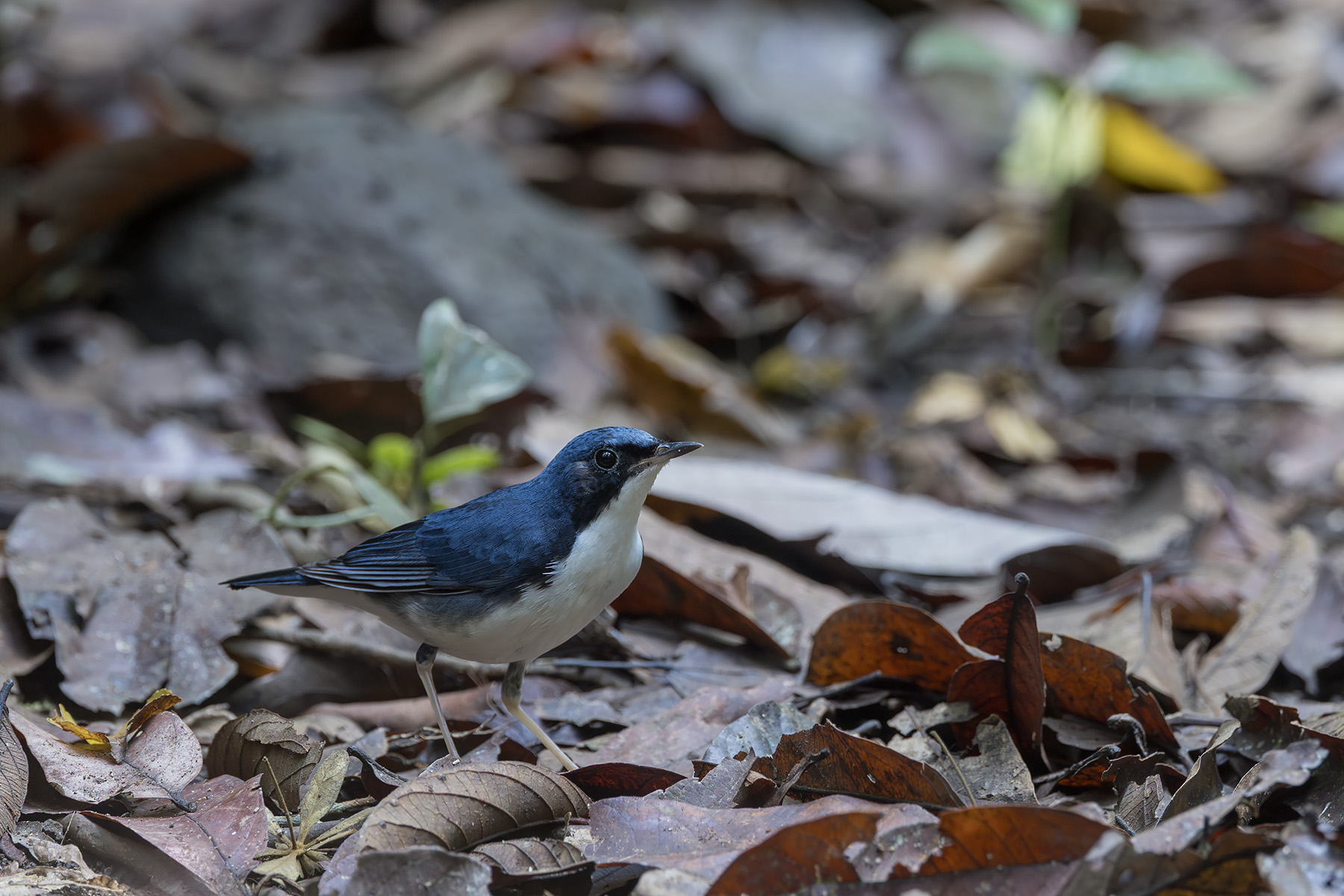 Siberian Blue Robin (image by Dani Balla)