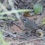 Siberian Rubythroat (image by Dani Balla)