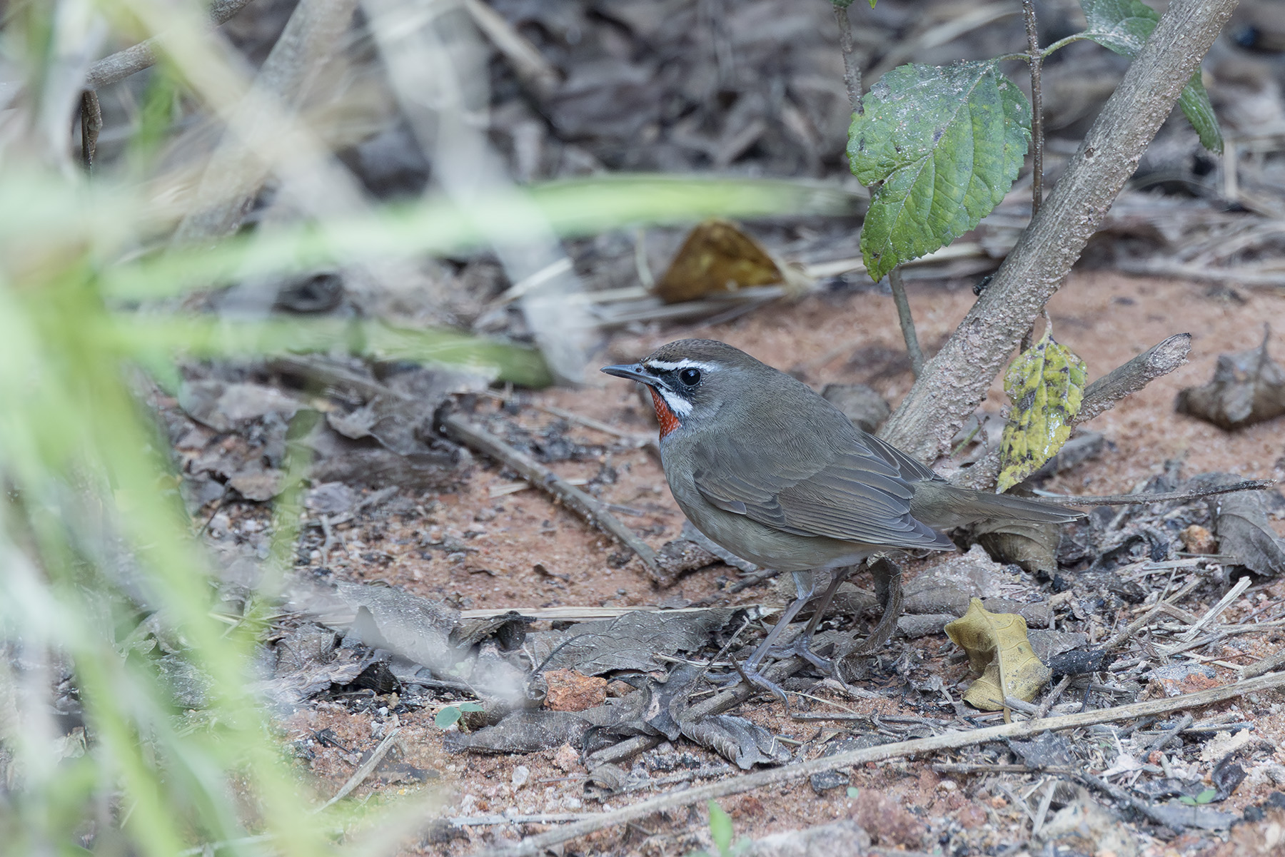 Siberian Rubythroat (image by Dani Balla)