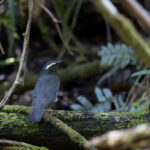 Siberian Thrush (image by Dani Balla)