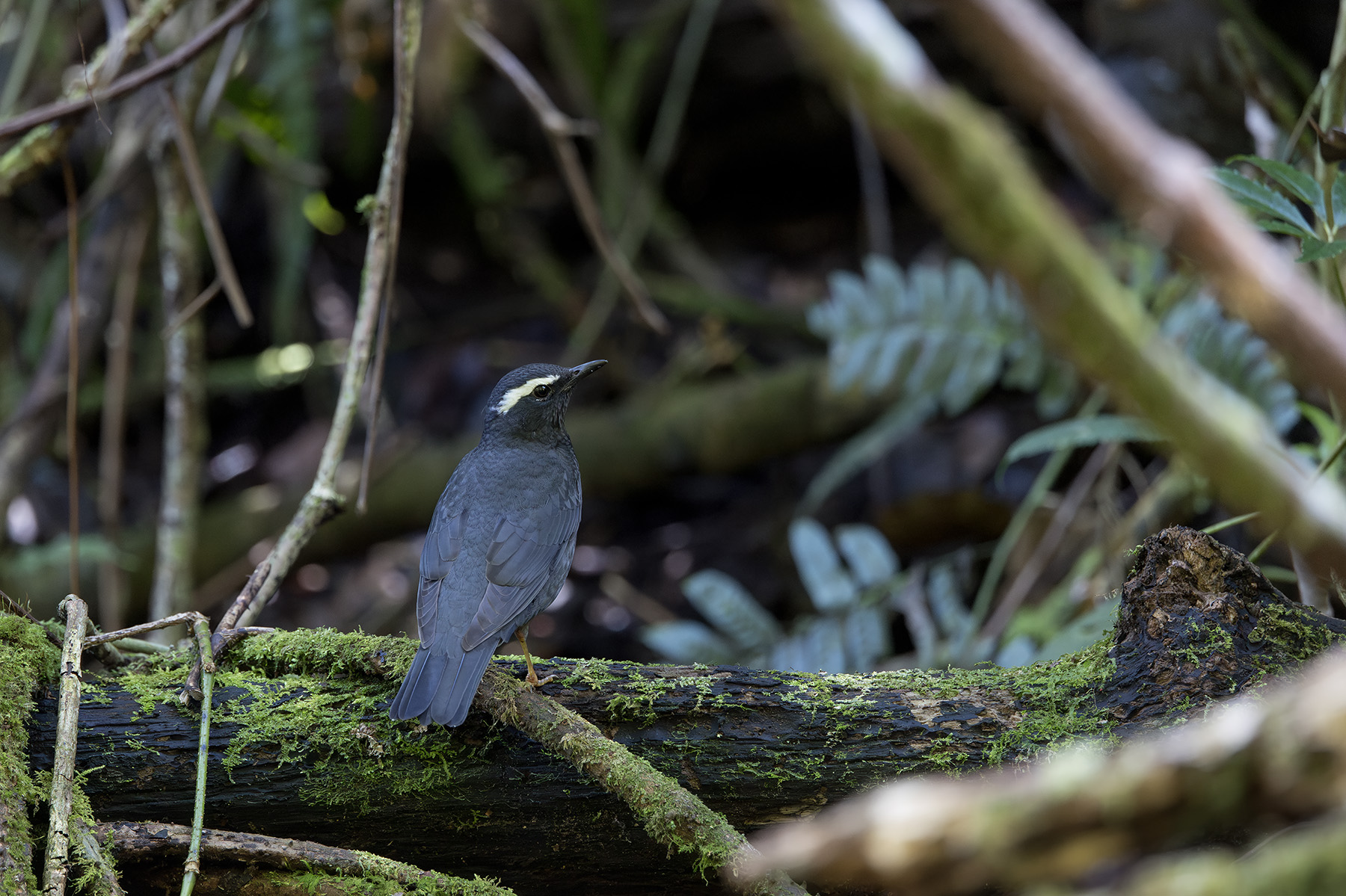 Siberian Thrush (image by Dani Balla)