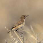 Sickle-winged Chat (image by Mark Beaman)
