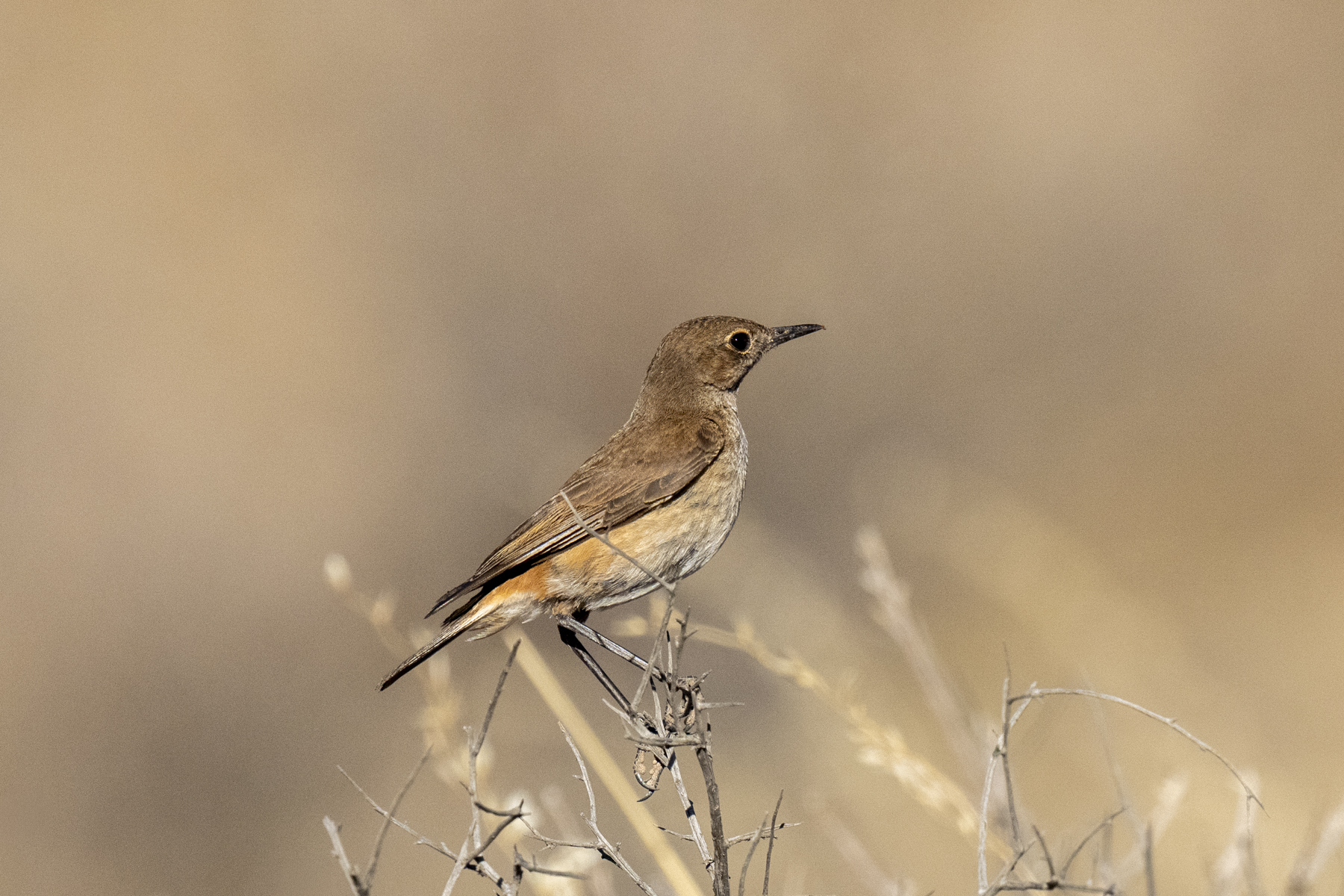 Sickle-winged Chat (image by Mark Beaman)