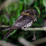 Silky-tailed Nightjar (image by Leo Garrigues)