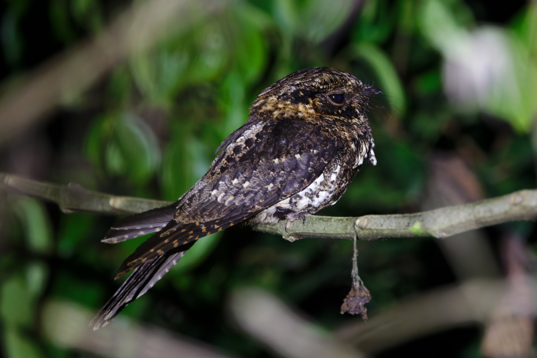 Silky-tailed Nightjar (image by Leo Garrigues)