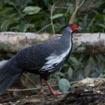 Silver Pheasant (image by Dani Balla)