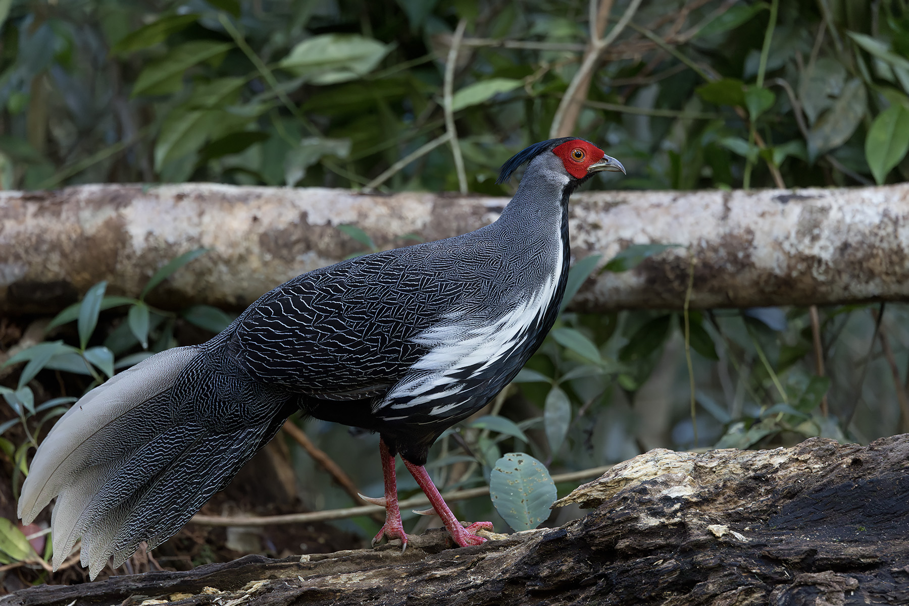 Silver Pheasant (image by Dani Balla)
