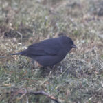 Slaty Finch (image by Leo Garrigues)