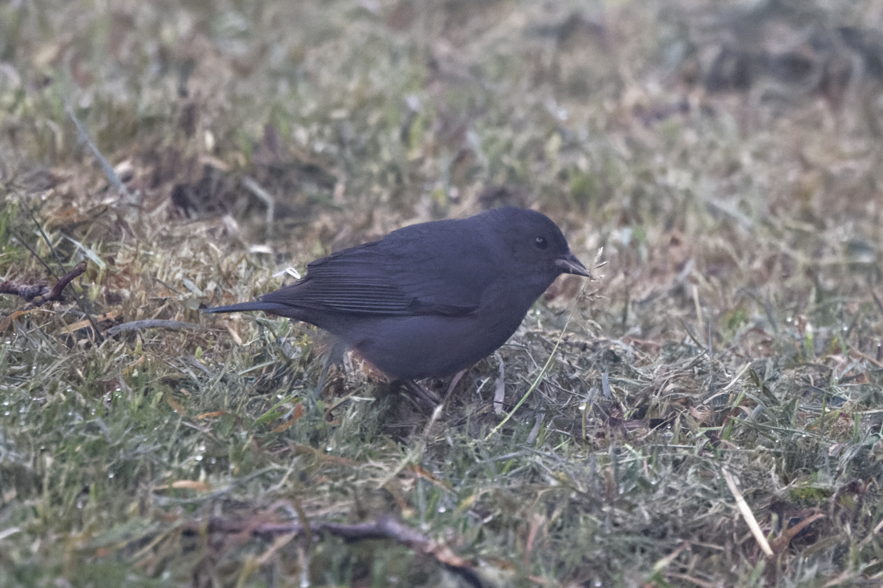 Slaty Finch (image by Leo Garrigues)