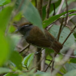 Slaty Gnateater (image by Leo Garrigues)