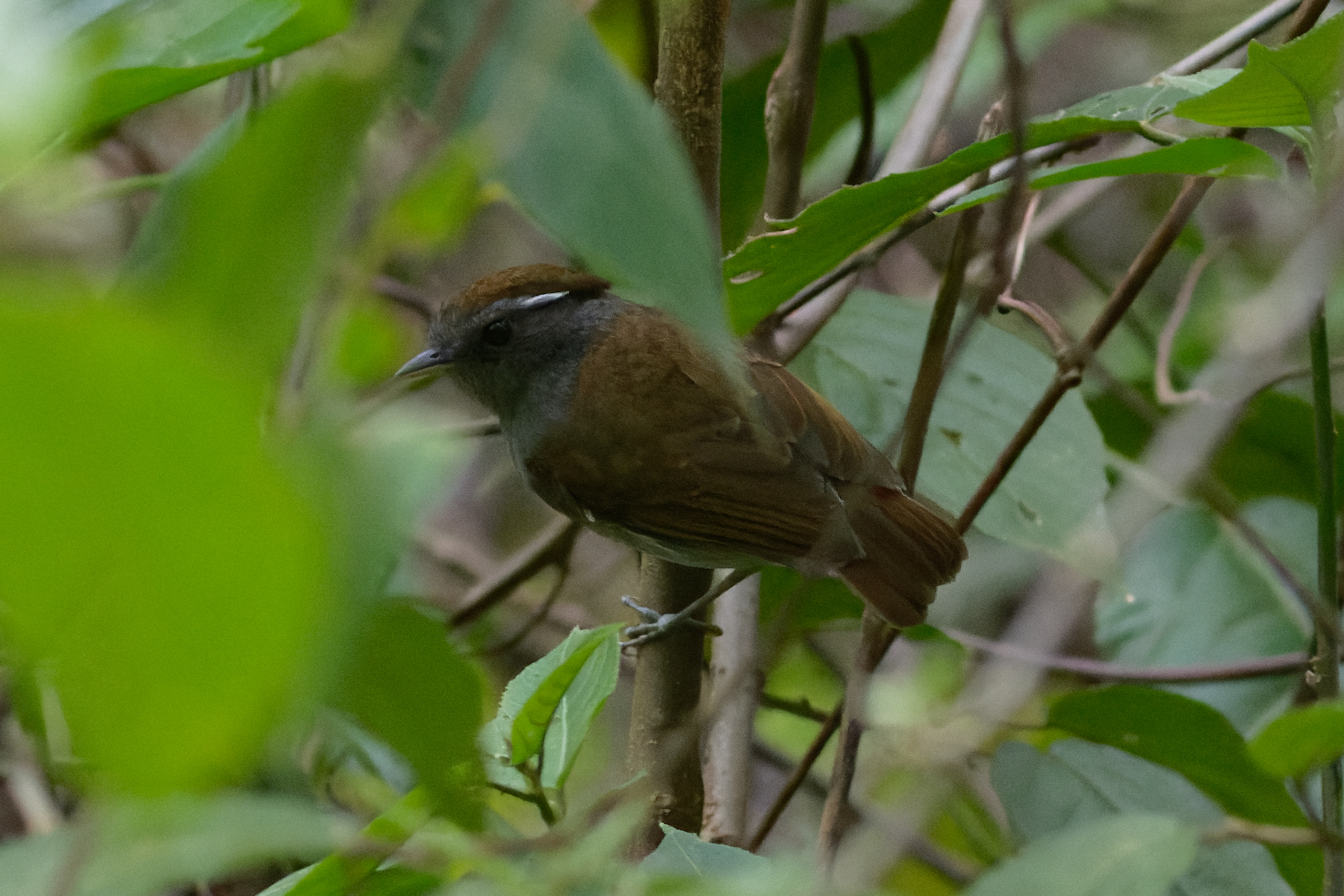 Slaty Gnateater (image by Leo Garrigues)