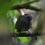 Slaty Gnateater (image by Leo Garrigues)