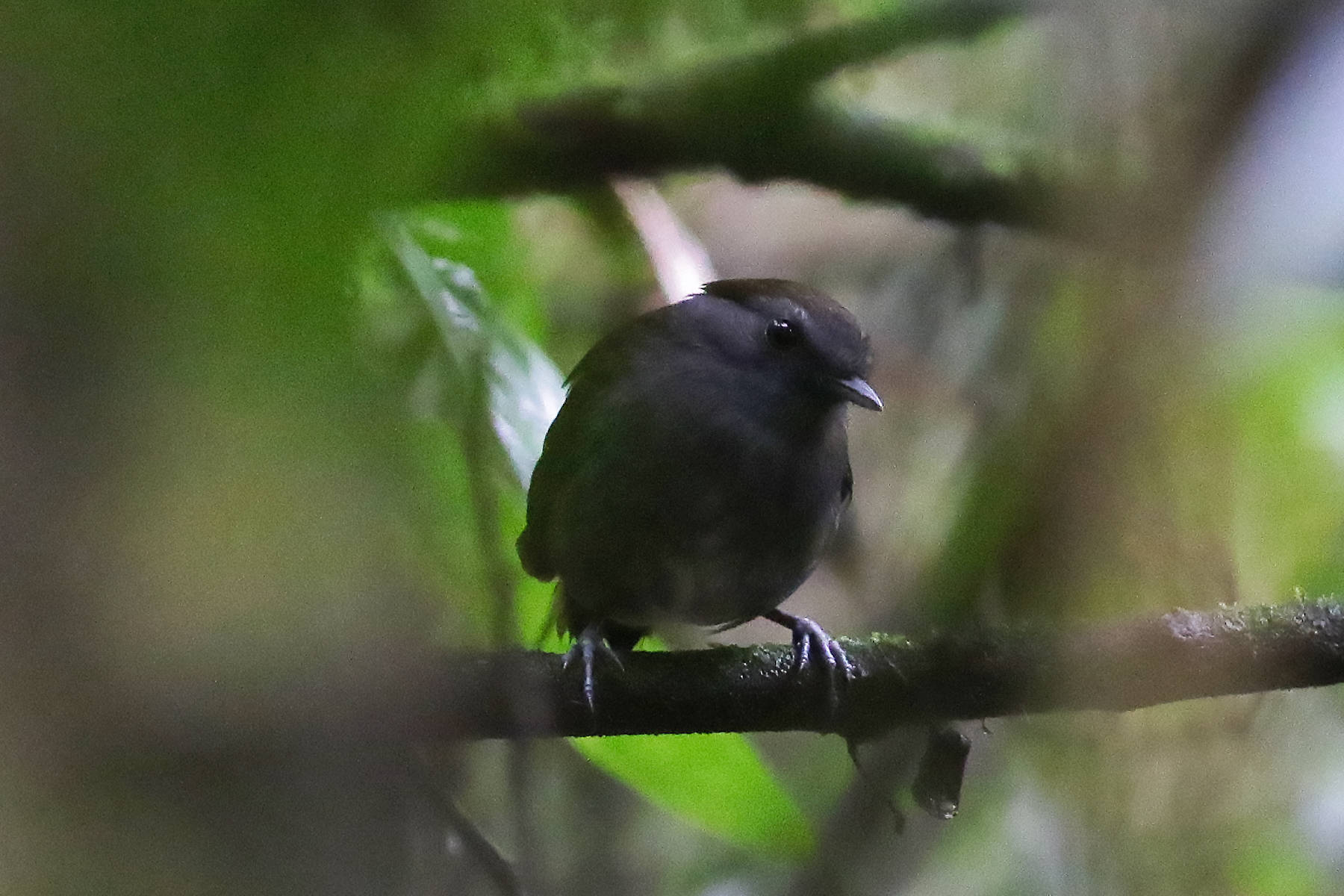 Slaty Gnateater (image by Leo Garrigues)