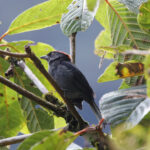 Slaty Tanager (image by Leo Garrigues)