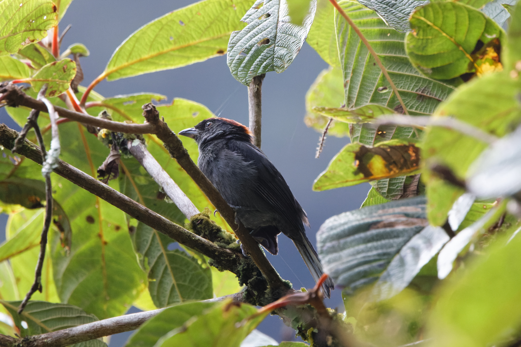 Slaty Tanager (image by Leo Garrigues)