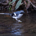 Slaty-backed Forktail (image by Mike Watson)