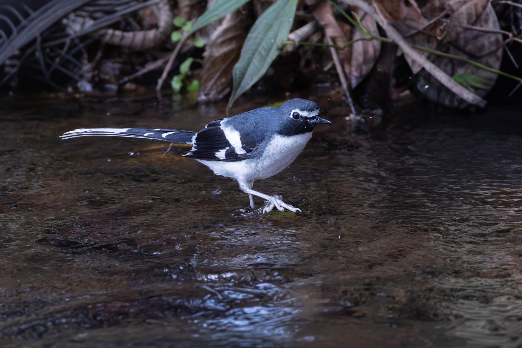 Slaty-backed Forktail (image by Mike Watson)