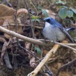 Slaty-blue Flycatcher (image by Mike Watson)