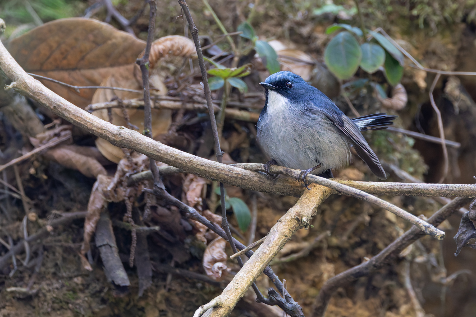 Slaty-blue Flycatcher (image by Mike Watson)