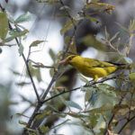 Slender-billed Oriole (image by Dani Balla)