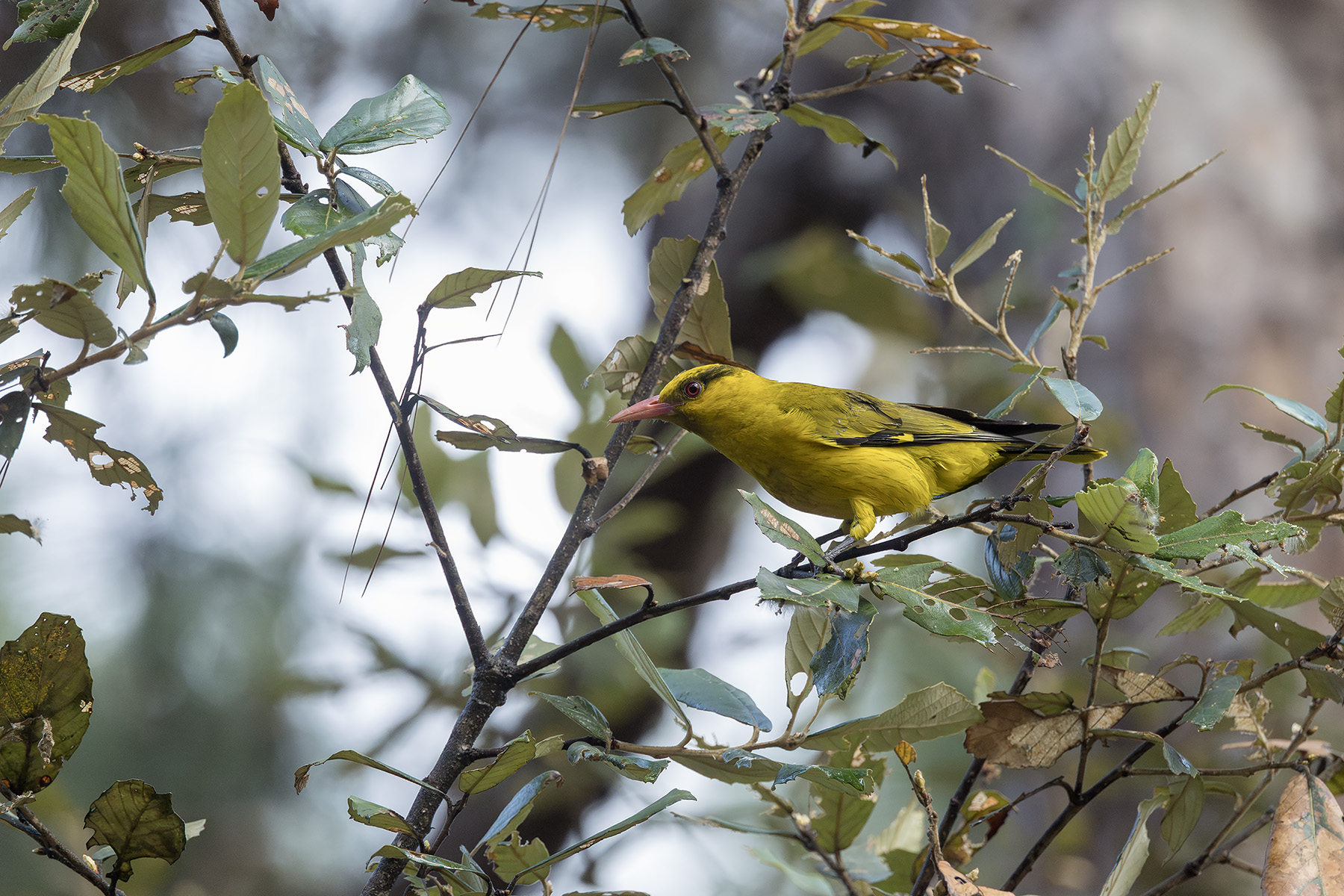 Slender-billed Oriole (image by Dani Balla)