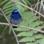 Small Niltava (image by Mike Watson)