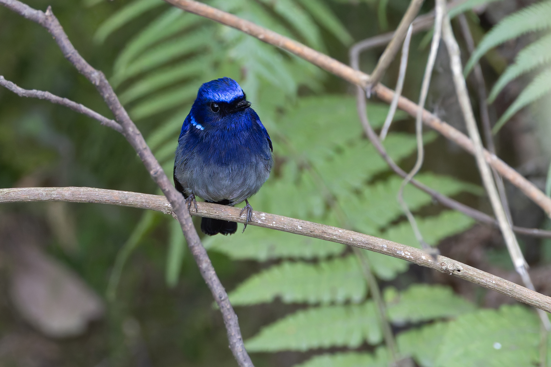 Small Niltava (image by Mike Watson)