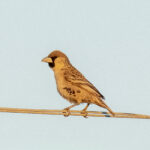 Sociable Weaver (image by Mark Beaman)