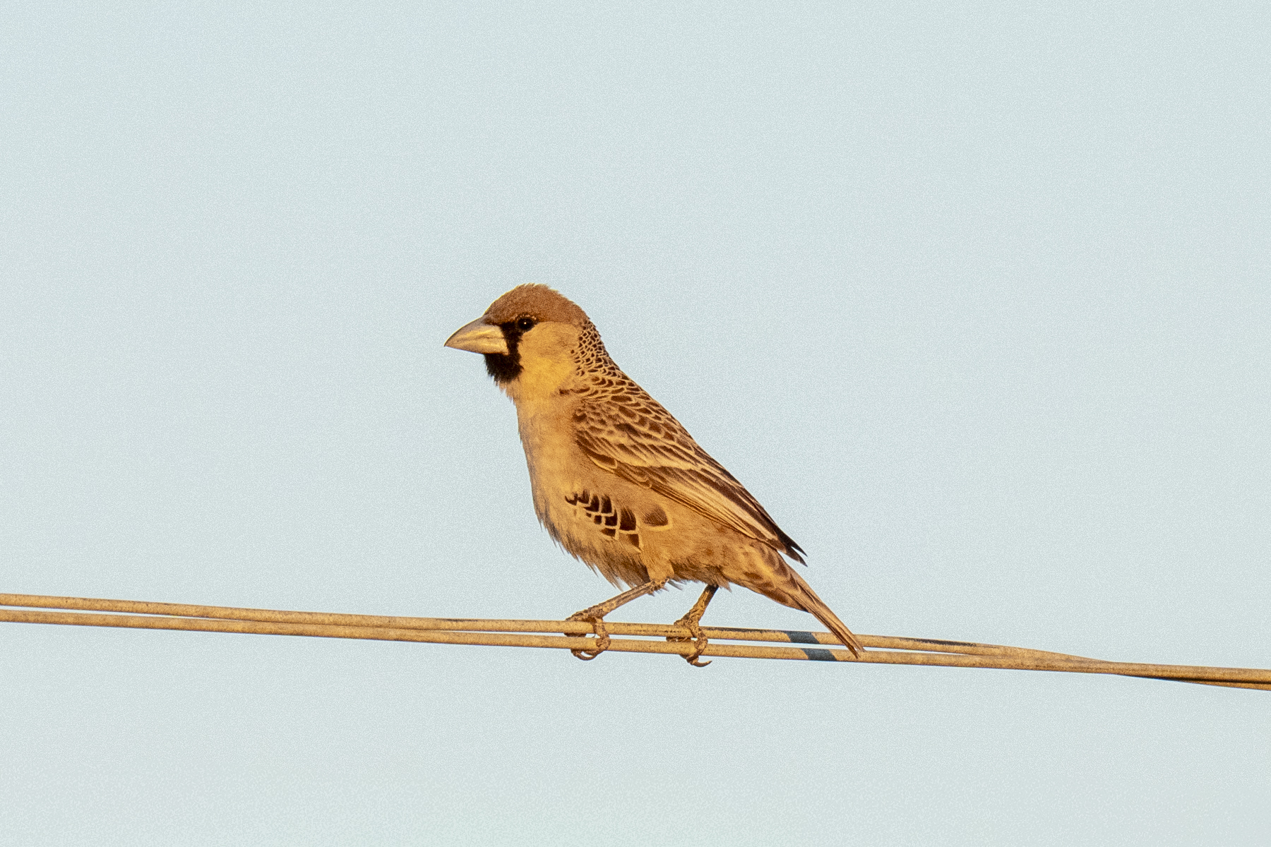 Sociable Weaver (image by Mark Beaman)