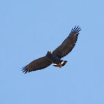Solitary Eagle (image by Leo Garrigues)