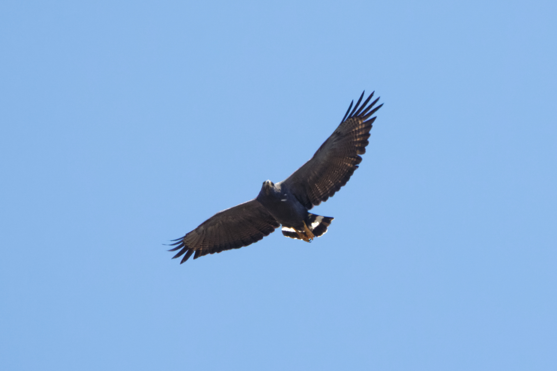 Solitary Eagle (image by Leo Garrigues)
